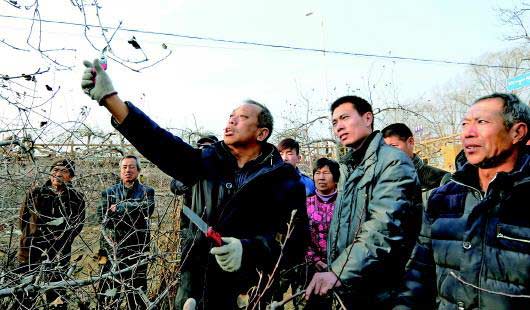 李保国（前左）在河北省内丘县岗底村向村民讲解果树修剪知识（2016年1月27日摄 新华社记者 朱旭东摄）